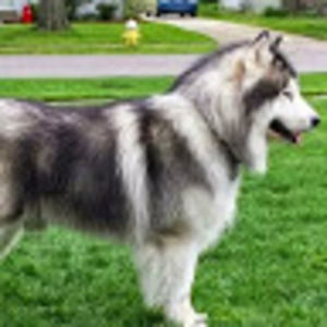 Meet your Posher, Felix junior